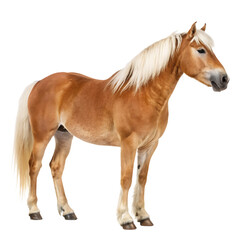 Obraz premium A beautiful chestnut Haflinger horse with a flowing white mane isolated on a transparent background png