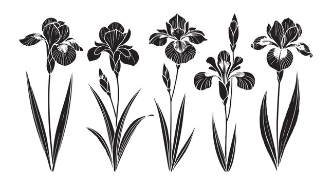 Collection of elegant black iris flowers and buds in a stylized silhouette with detailed petal lines