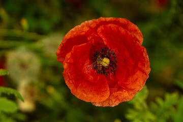 red poppy flower