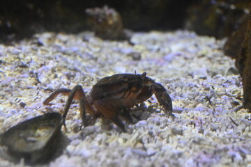 close up of a crab