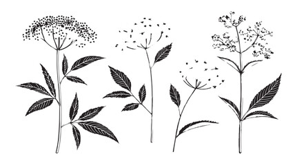 Collection of delicate botanical illustrations featuring elderflower and leafy branches in a stylized silhouette