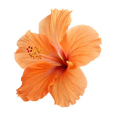 Beautiful Tropical Orange Hibiscus