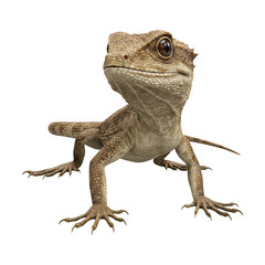 Naklejka premium Realistic Lizard – Standing Pose – Wild Reptile Animal Clipart PNG