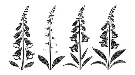 Four stylized digitalis foxglove flowers in black and white silhouette style © rohan