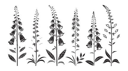Collection of digitalis foxglove flower stems in a dark silhouette style on white background © rohan