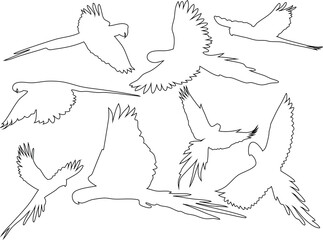 flying parrot in different style outline vector icons set