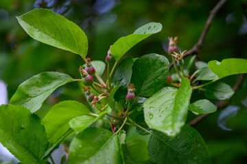 Small unripe pear nestled among leaves on a branch, captured in natural outdoor light. 
