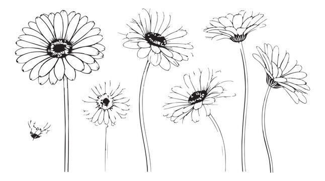 Collection of delicate gerbera daisy flowers in a detailed line drawing silhouette style