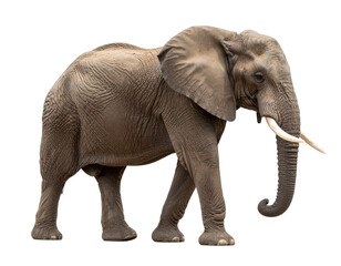 Obraz premium Side View of Majestic African Elephant Walking, Transparent PNG