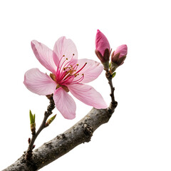 A beautiful pink cherry blossom flower on a woody branch isolated on a transparent background png