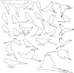 outline parrot icon vector set in sitting , flying open feathers different style 