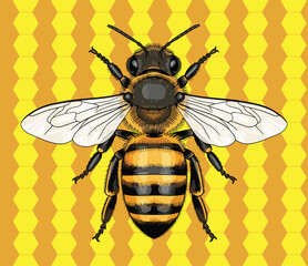  Detailed illustration of a bee with intricate wings and fuzzy body, set against a honeycomb background
