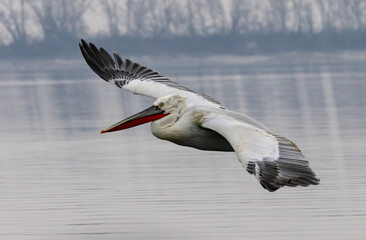 Dalmatian Pelican of Kerkini Lake