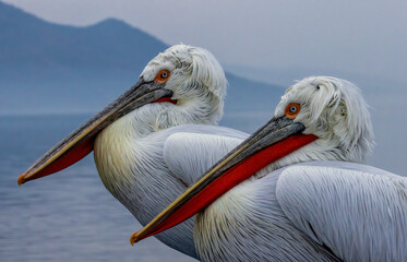 Dalmatian Pelican of Kerkini Lake