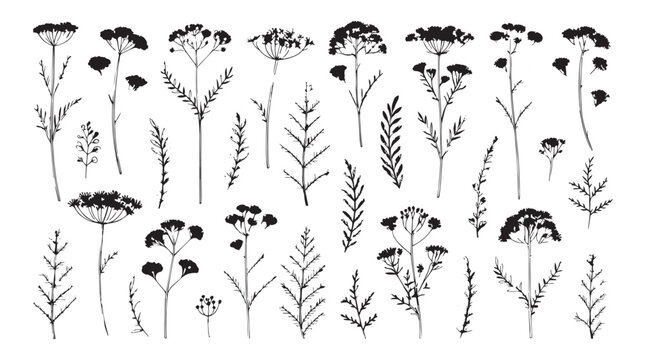 Collection of delicate botanical illustrations featuring wildflowers and ferns in a stylized silhouette