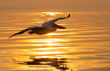 Dalmatian Pelican of Kerkini Lake