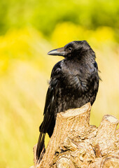 Carrion Crow (Corvus corone) in natural habitat