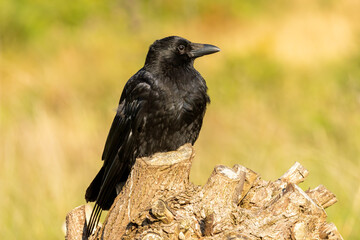Carrion Crow (Corvus corone) in natural habitat