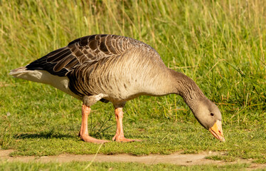 Graylag geese (Anser anser) in a natural habitat