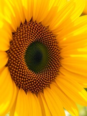 Obraz premium sunflower close up