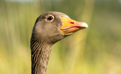 Graylag geese (Anser anser) in a natural habitat