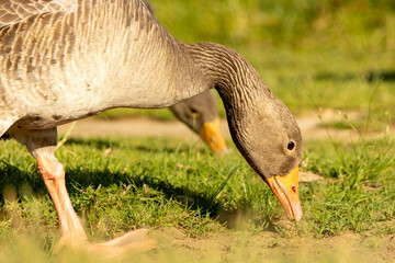 Graylag geese (Anser anser) in a natural habitat