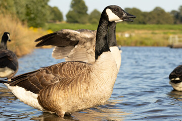 Canada Goose (Branta canadensis) close up