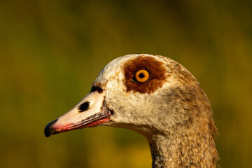Egyptian Goose (Alopochen aegyptiaca) close up
