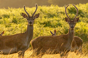 Young Red deer (Cervus elaphus) in to the wild