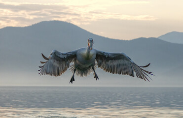 Dalmatian Pelican of Kerkini Lake