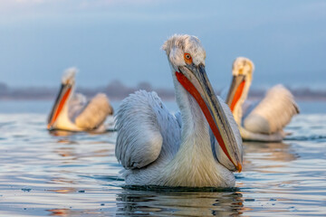 Dalmatian Pelican of Kerkini Lake
