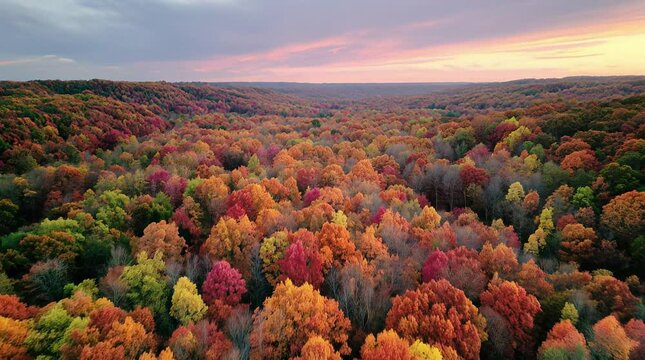 Ultra-realistic 4K drone panorama rising above a dense deciduous forest in peak autumn showing red and orange foliage stretching across hills under a clear sky