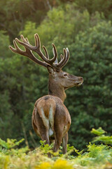 Red deer (Cervus elaphus) in to the wild