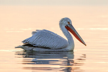 Dalmatian Pelican of Kerkini Lake