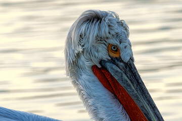 Dalmatian Pelican of Kerkini Lake