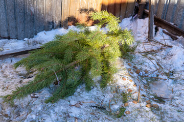 Christmas trees thrown into the trash after the end of the holiday. Tree processing. Environment...