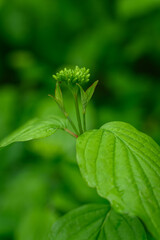 Green buds of bloody dogwood (Cornus sanguinea) with fresh green leaves, captured in natural outdoor light.
