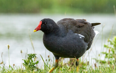 Common Moorhen in natural park in London, UK