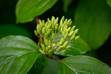 Green buds of bloody dogwood (Cornus sanguinea) with fresh green leaves, captured in natural...