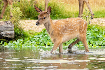 Juvenile Red deer (Cervus elaphus) walking in the water