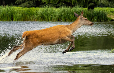 Female Red deer (Cervus elaphus) jumping in to the lake with many drops