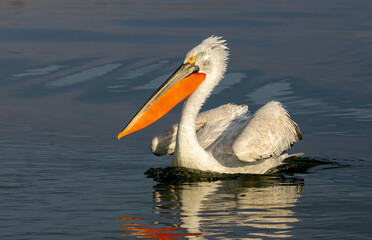 Dalmatian Pelican of Kerkini Lake