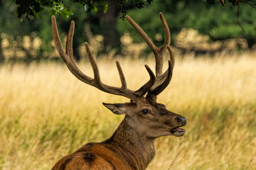 Red deer (Cervus elaphus) in to the wild