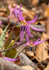 Erythronium dens-canis, the dog's-tooth-violet or dogtooth violet flowering in early spring time