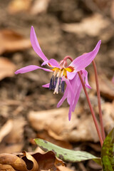 Erythronium dens-canis, the dog's-tooth-violet or dogtooth violet flowering in early spring time