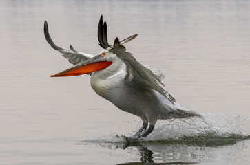 Dalmatian Pelican of Kerkini Lake