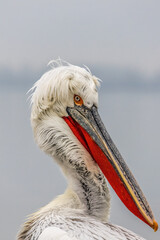 Dalmatian Pelican of Kerkini Lake