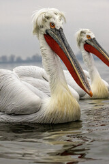 Dalmatian Pelican of Kerkini Lake