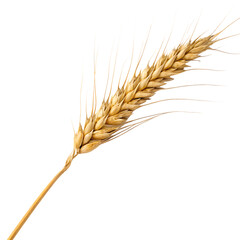 A ripe golden ear of wheat, a symbol of harvest and agriculture isolated on a transparent background png