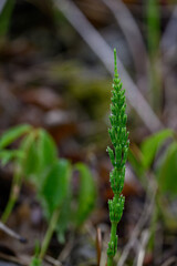 Freshly grown field horsetail (Equisetum arvense) in close-up with morning dew droplets, highlighting its fine texture and delicate green stems in soft natural light.
